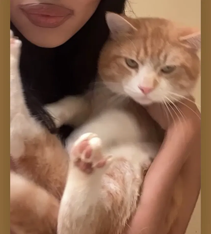 Lost cat in Marietta, GA, 30008