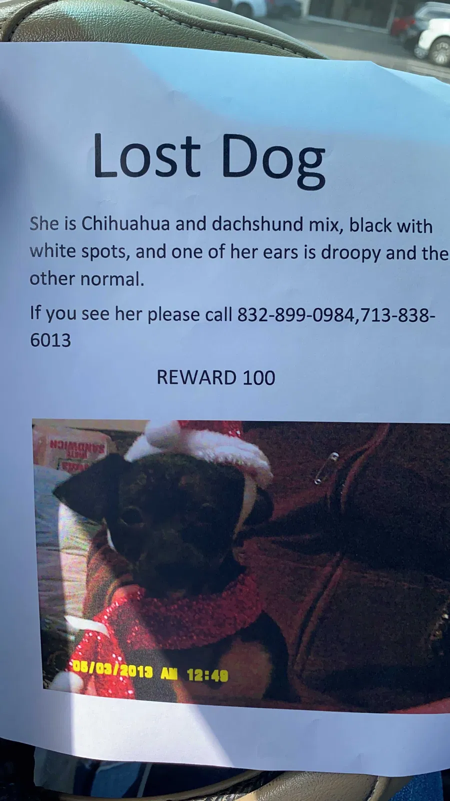 Lost dog in Pasadena, TX, 77506
