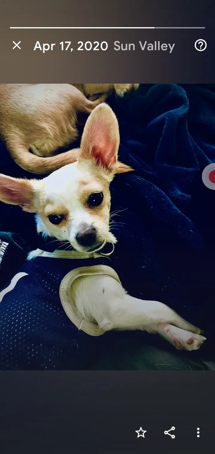 Lost dog in Sparks, NV, 89431