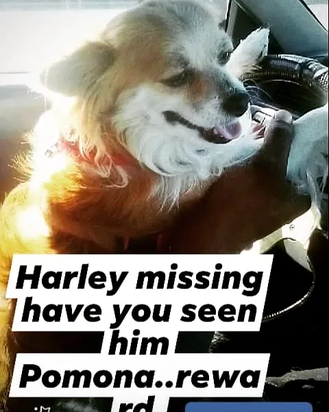 Lost dog in Pomona, CA, 91767