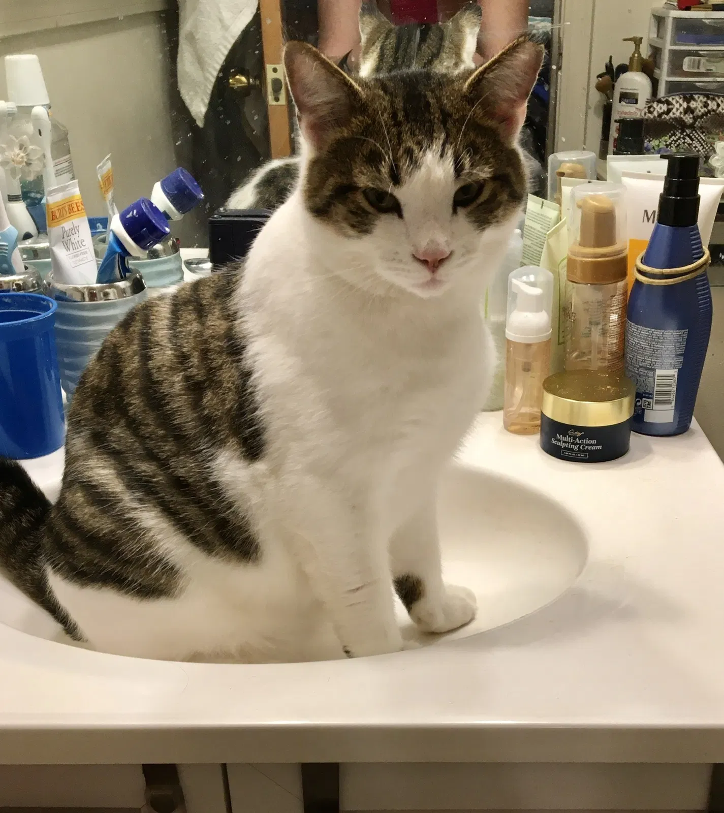 Lost cat in Radcliff, KY, 40160