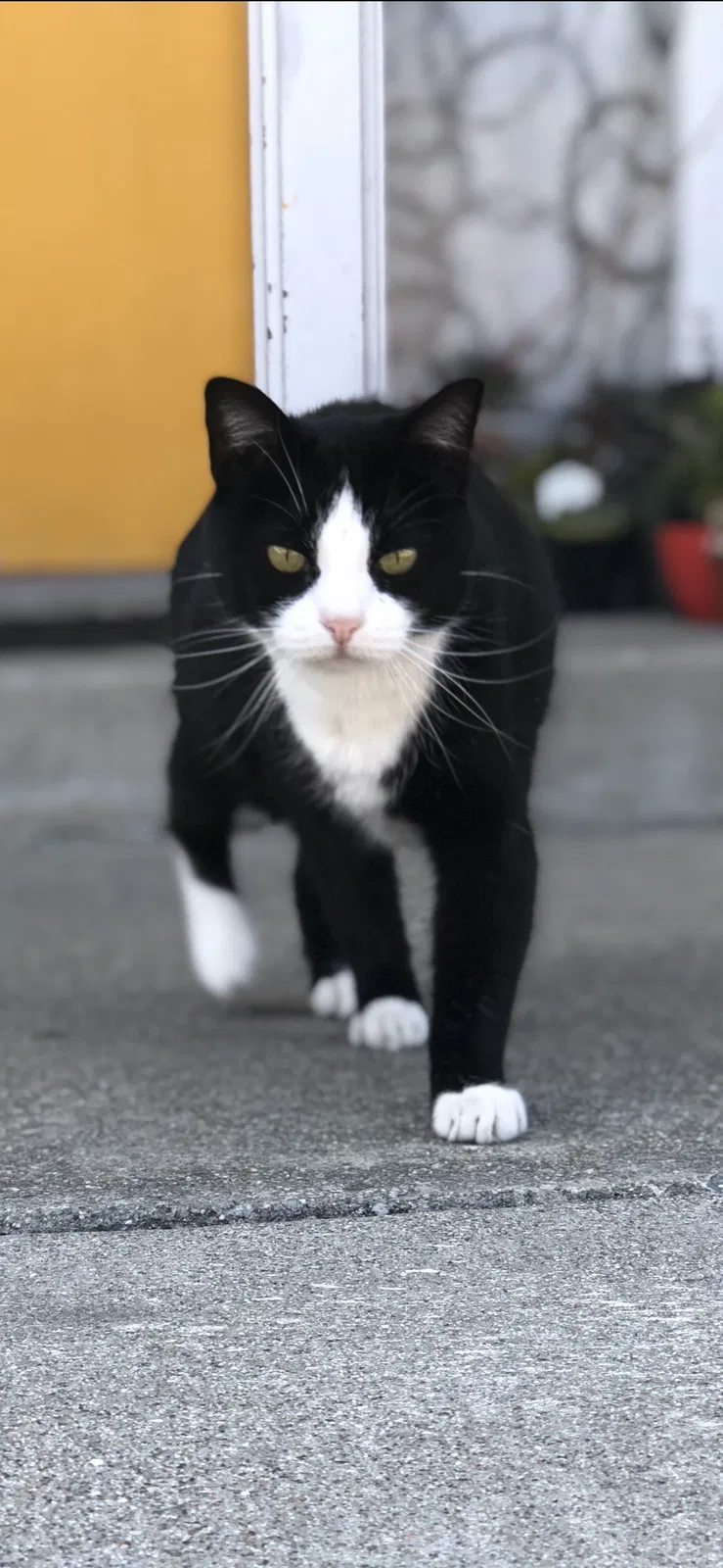 Lost cat in San Francisco, CA, 94130
