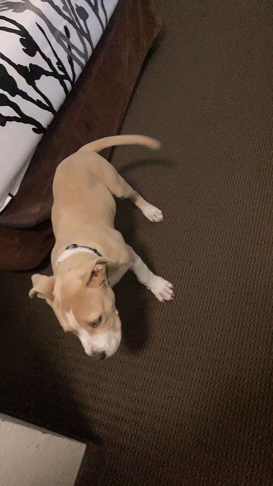 Lost dog in Palatka, FL, 32177