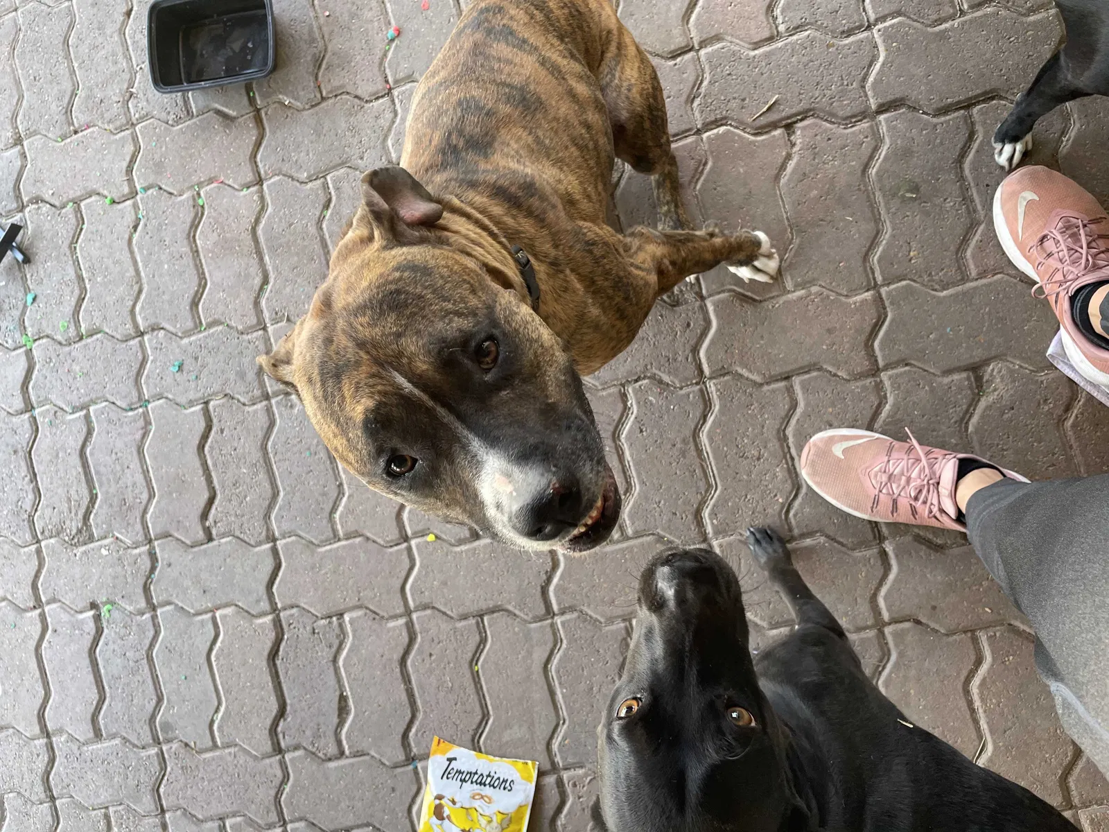 Lost dog in San Antonio, TX, 78213