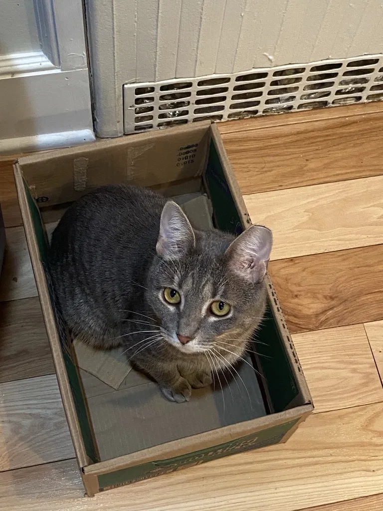 Lost cat in Chatham, NJ, 7928