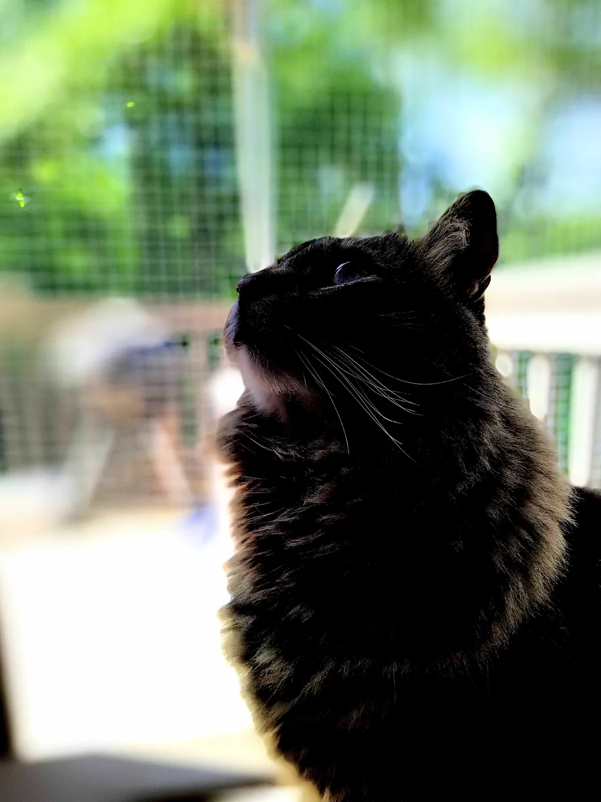 Lost cat in Winder, GA, 30680