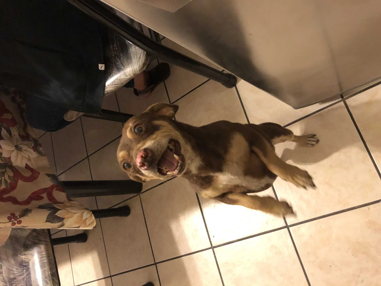 Lost dog in Santa Ana, CA, 92707