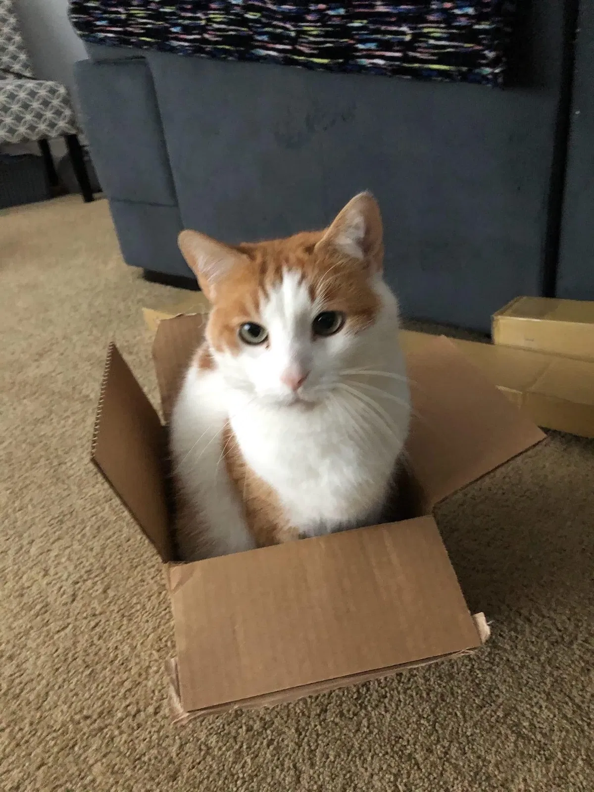 Lost cat in Erie, PA, 16509