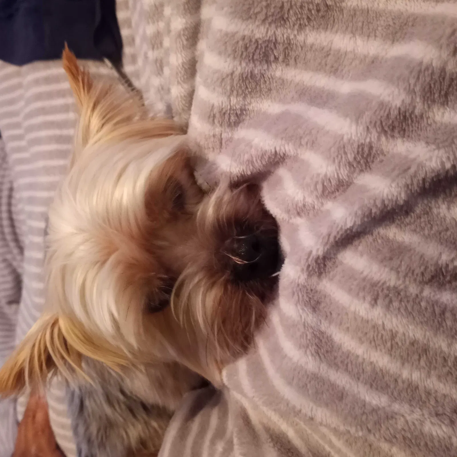 Lost dog in Benicia, CA, 94510