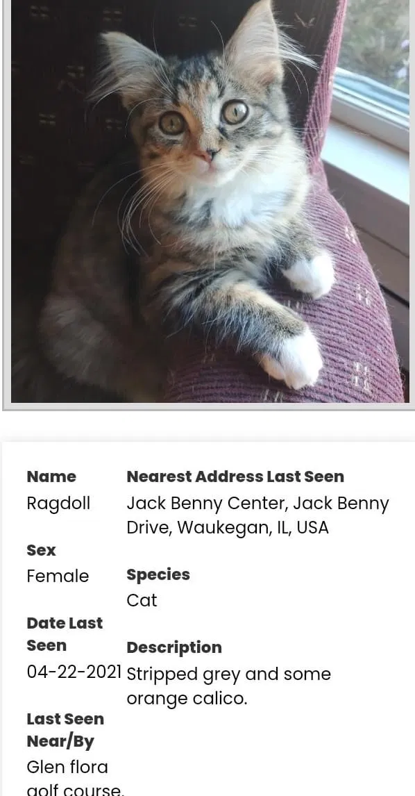 Lost cat in Waukegan, IL, 60087