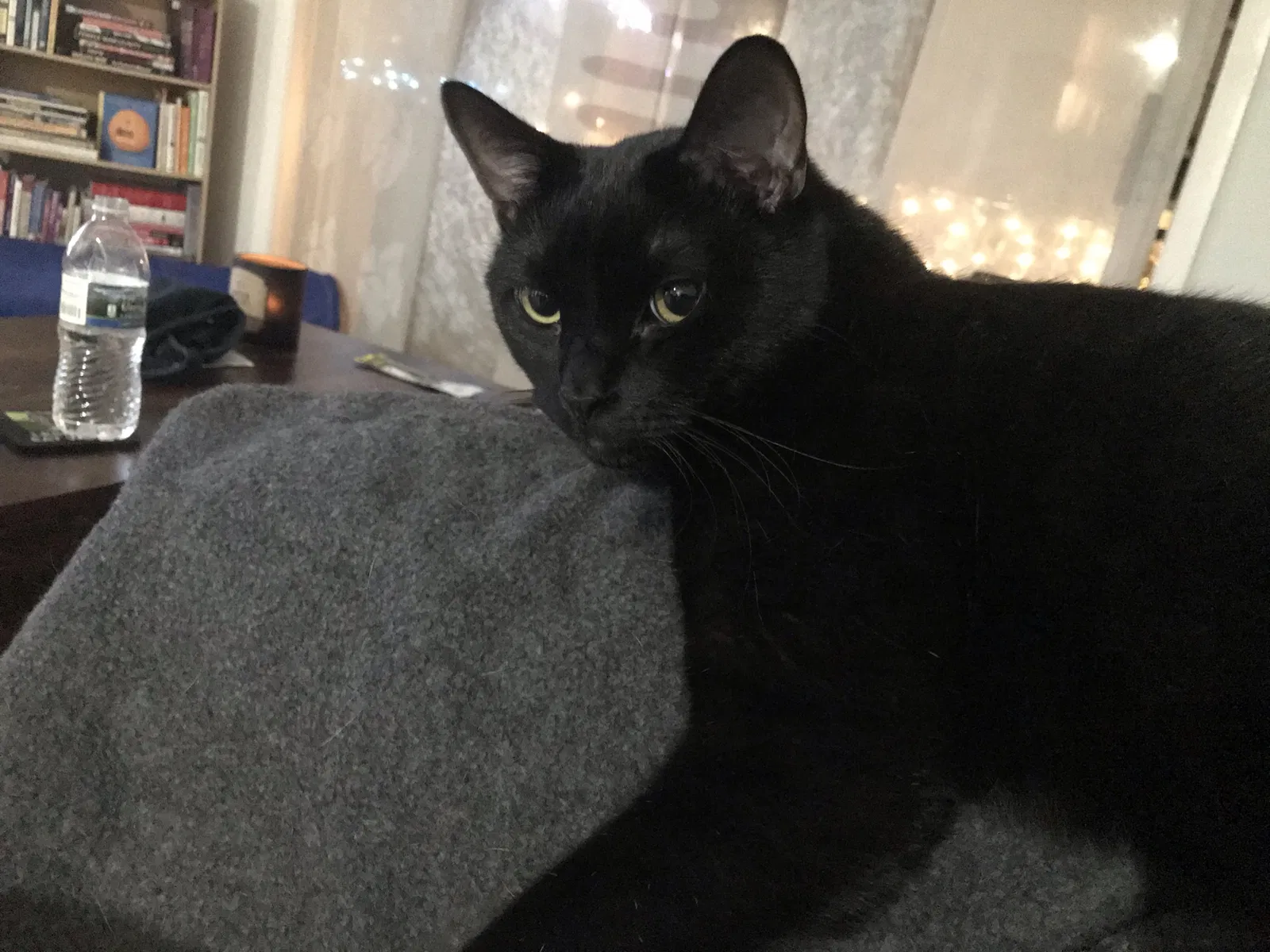 Lost cat in Chicago, IL, 60634