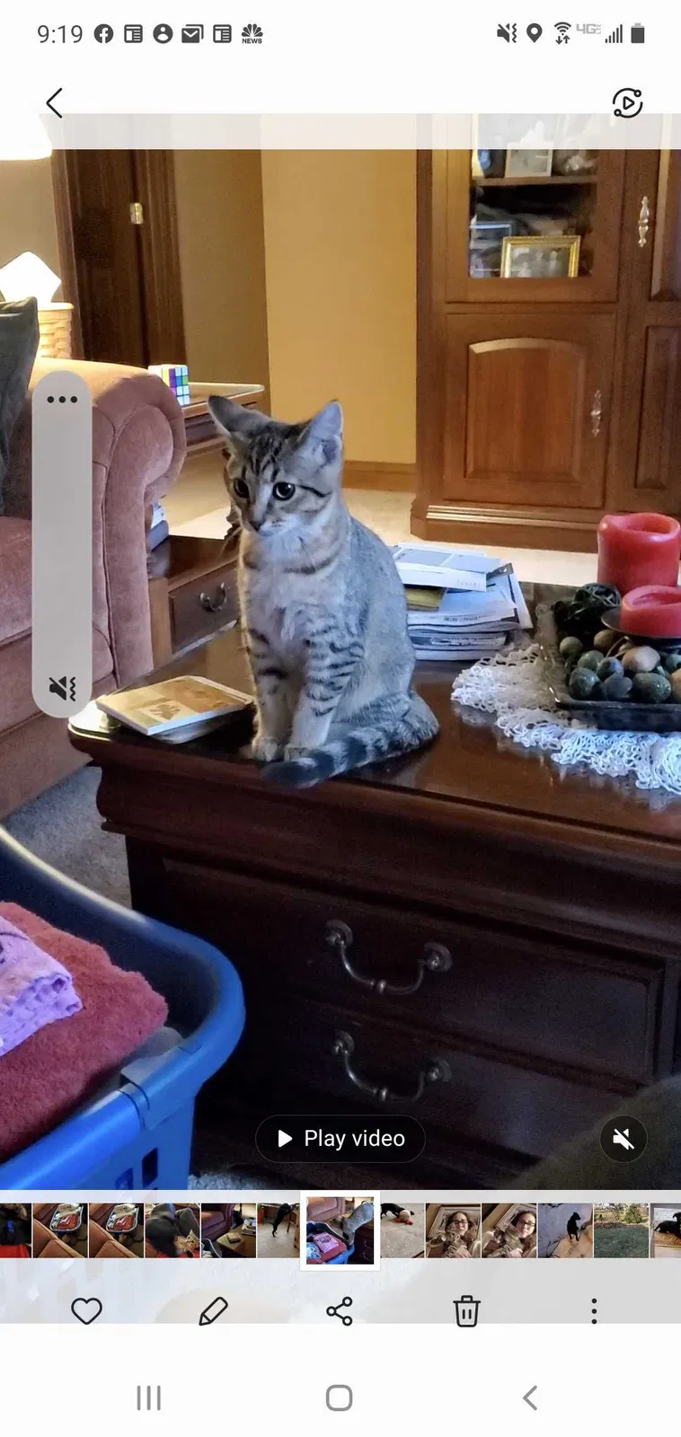 Lost cat in Columbus, OH, 43240