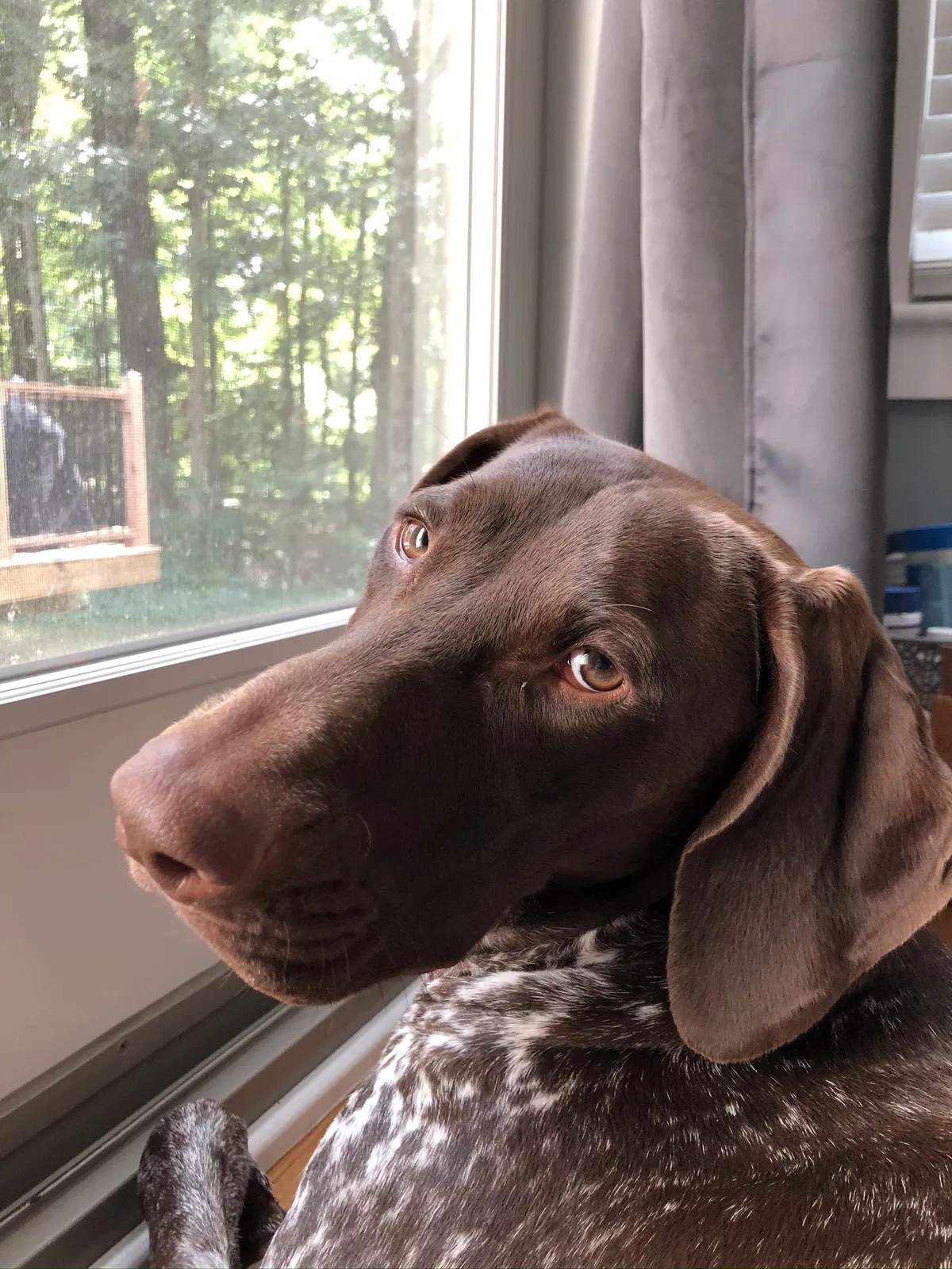 Lost dog in Columbus, OH, 43235