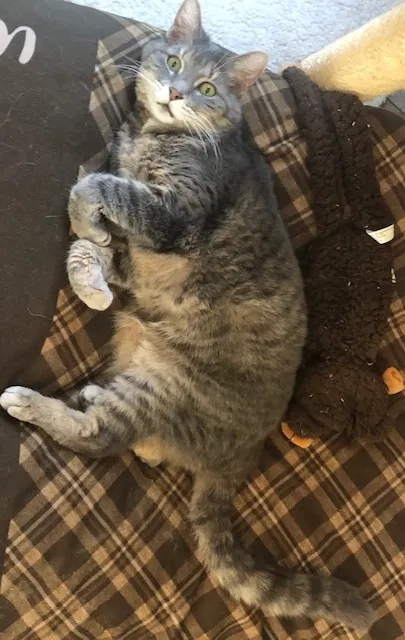 Lost cat in Westerville, OH, 43082