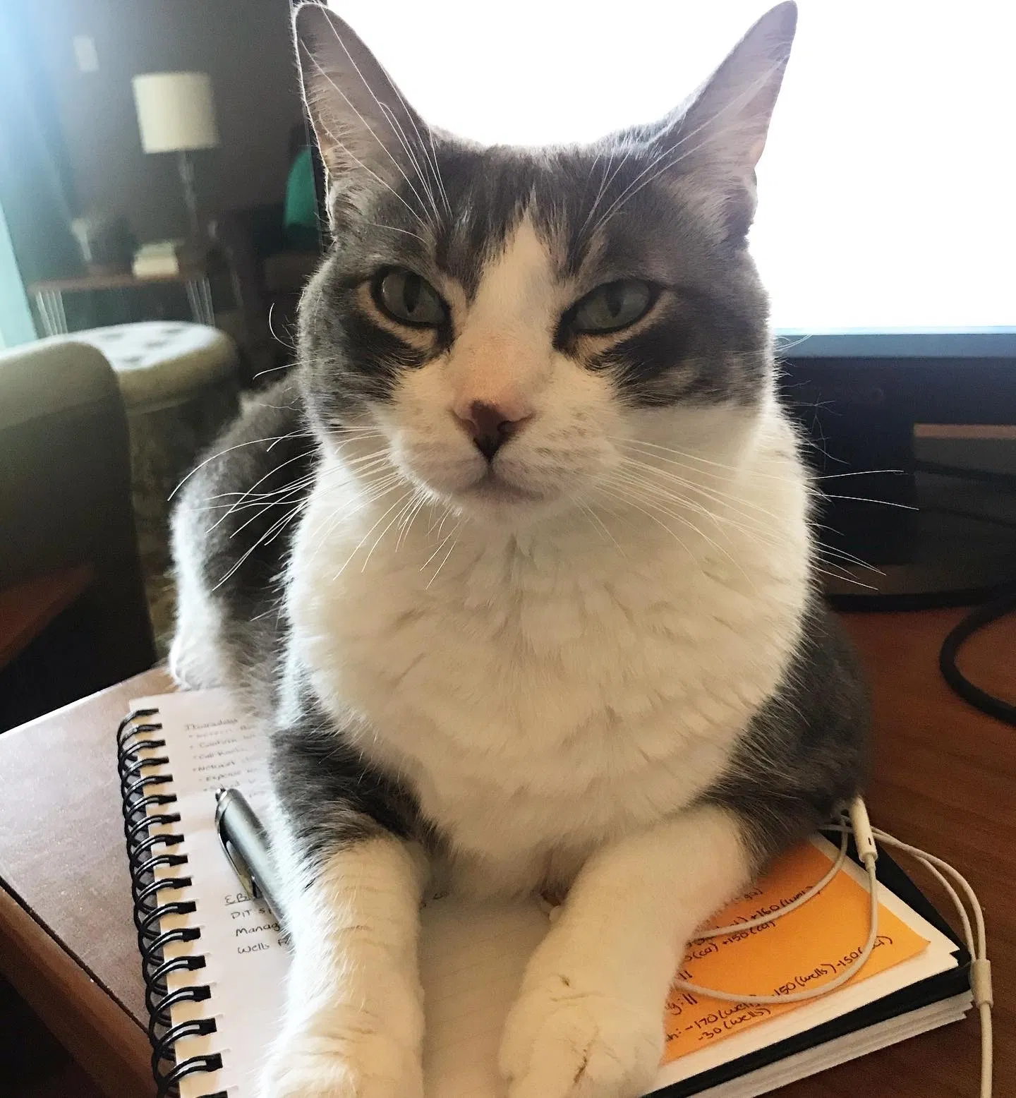 Lost cat in Portland, OR, 97229