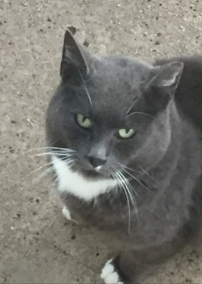 Lost cat in Perth Amboy, NJ, 8861