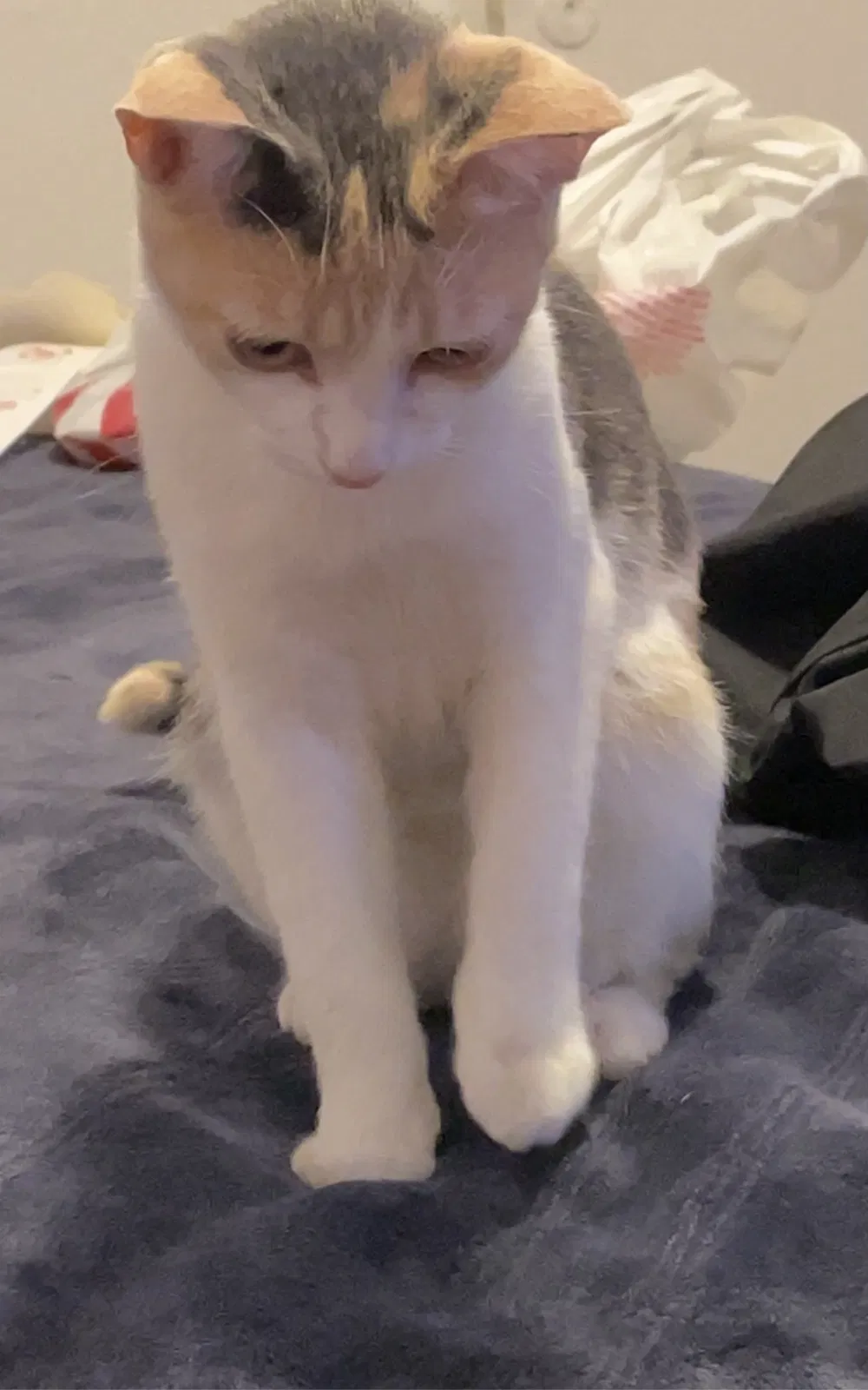 Lost cat in Costa Mesa, CA, 92627