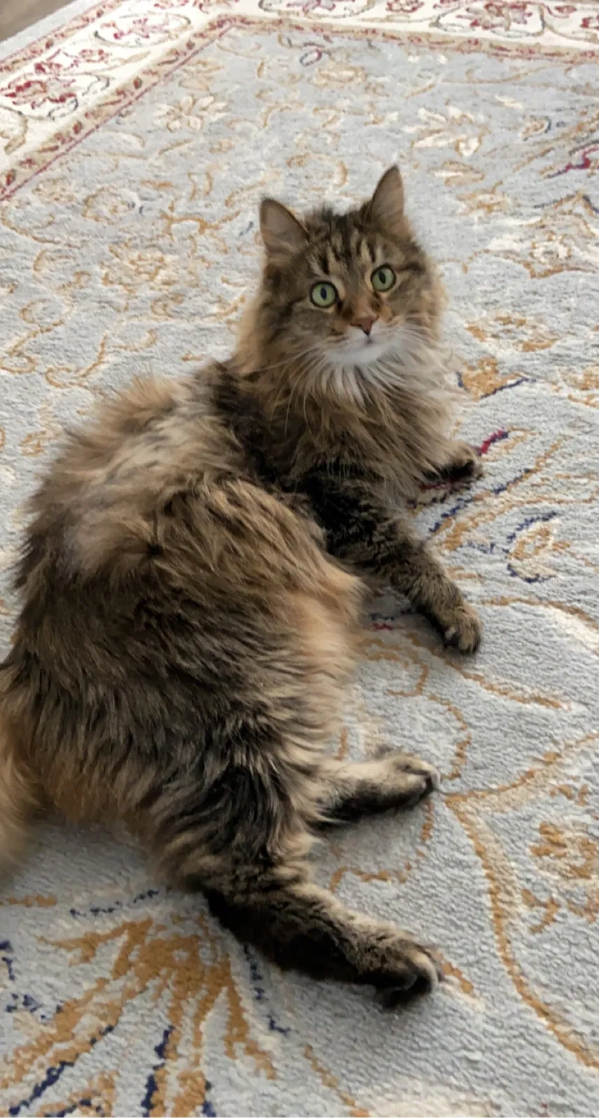 Lost cat in Jenison, MI, 49428