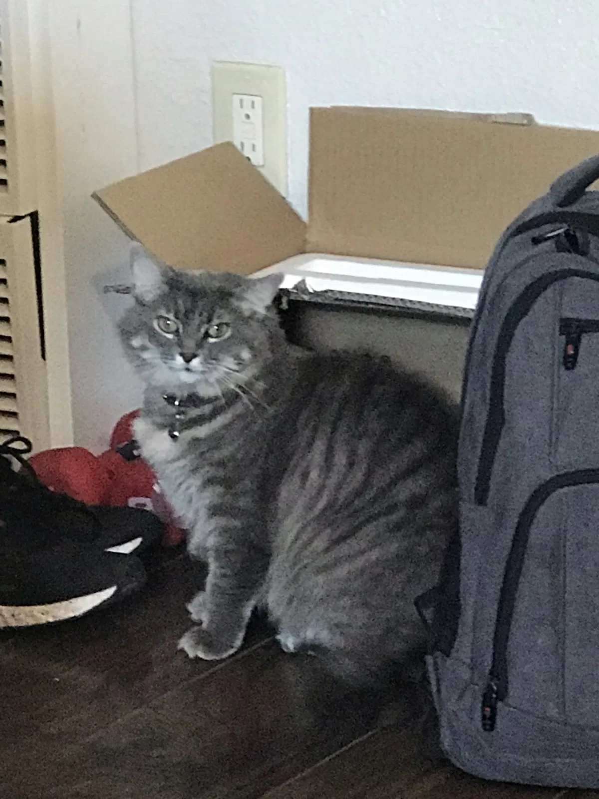 Lost cat in Spring Valley, CA, 91977