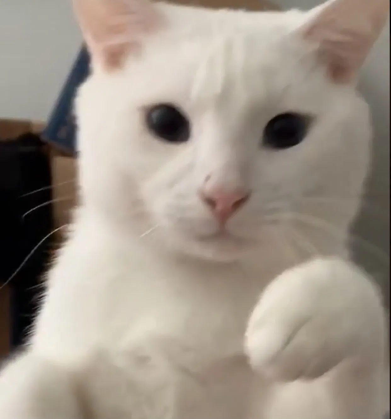 Lost cat in Upper Marlboro, MD, 20774