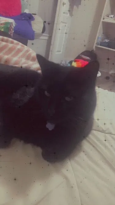 Lost cat in Kuna, ID, 83634