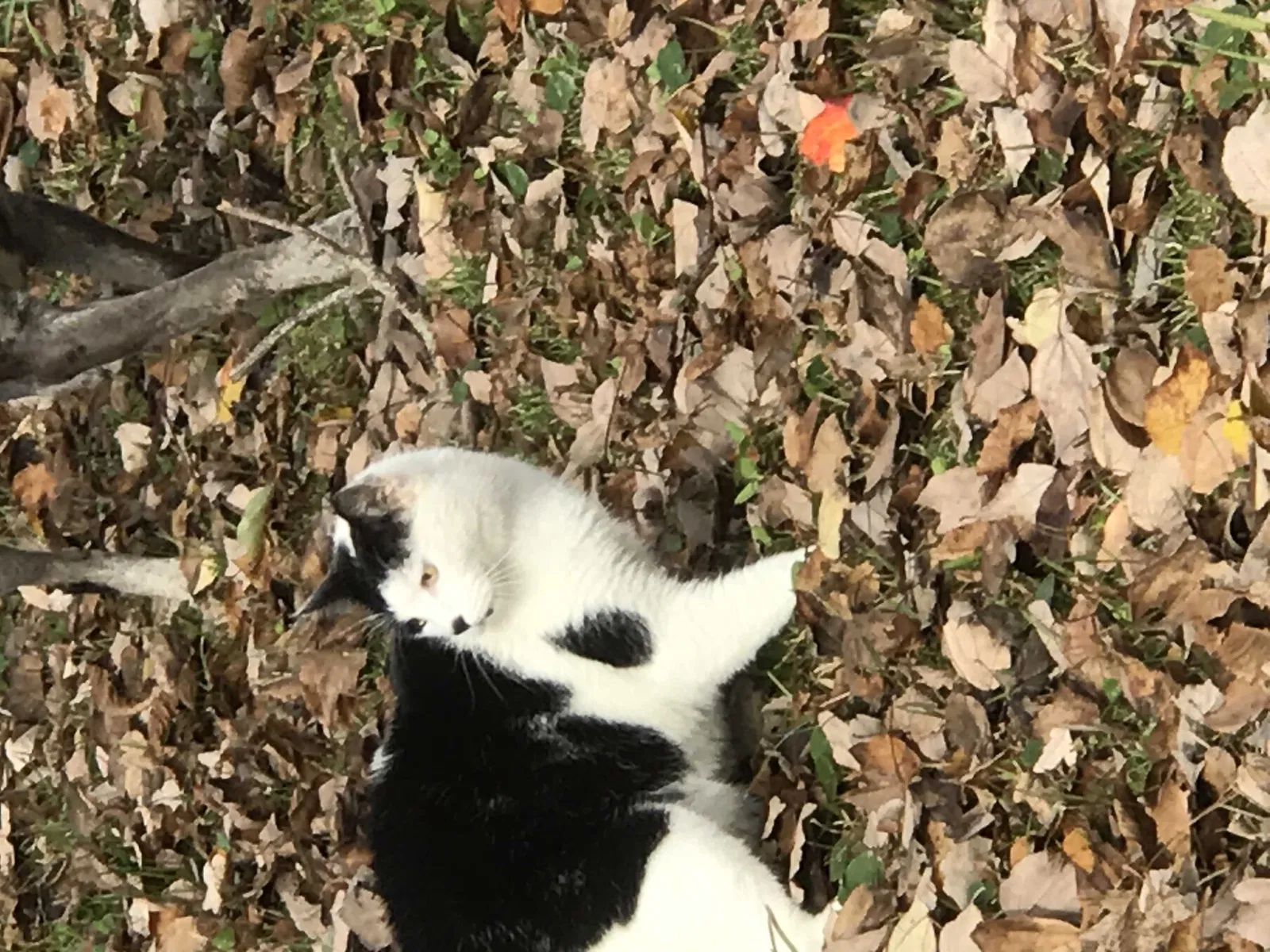 Lost cat in Pensacola, FL, 32514
