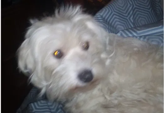Lost dog in North Hollywood, CA, 91606