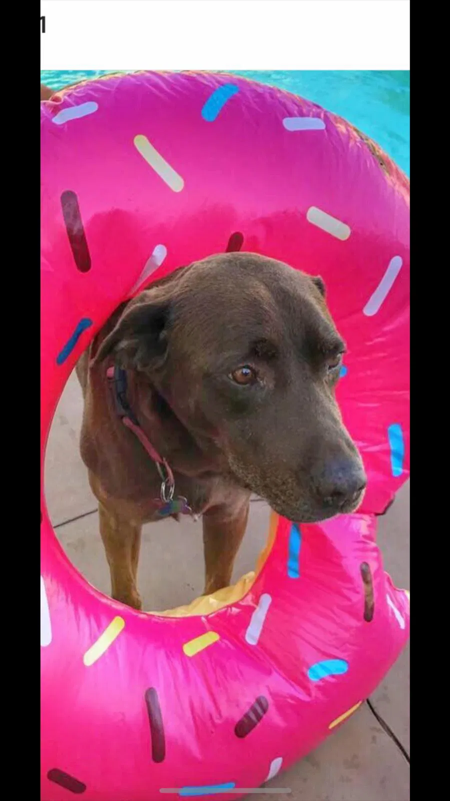 Lost dog in Whittier, CA, 90603