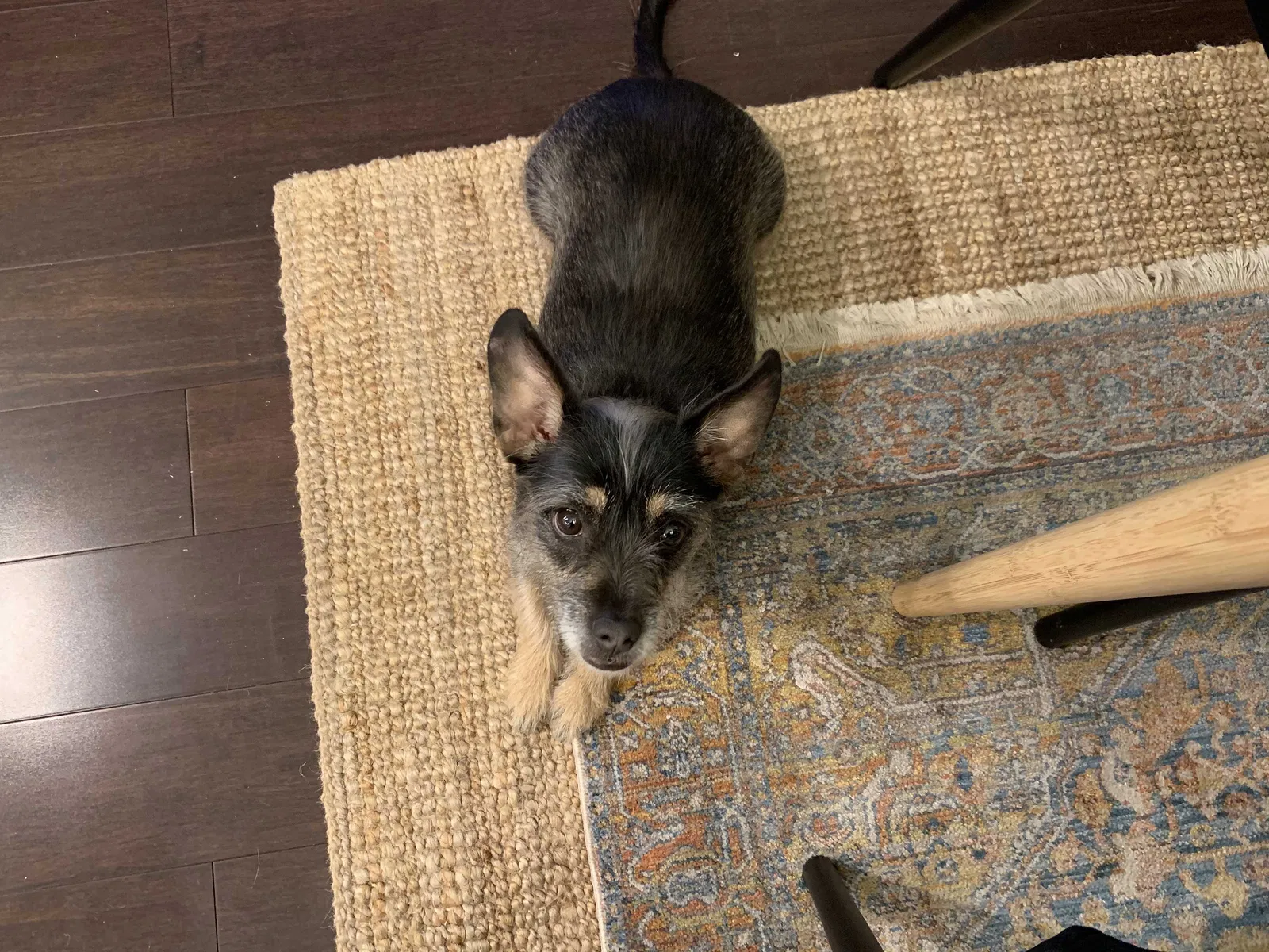 Lost dog in Fort Worth, TX, 76112