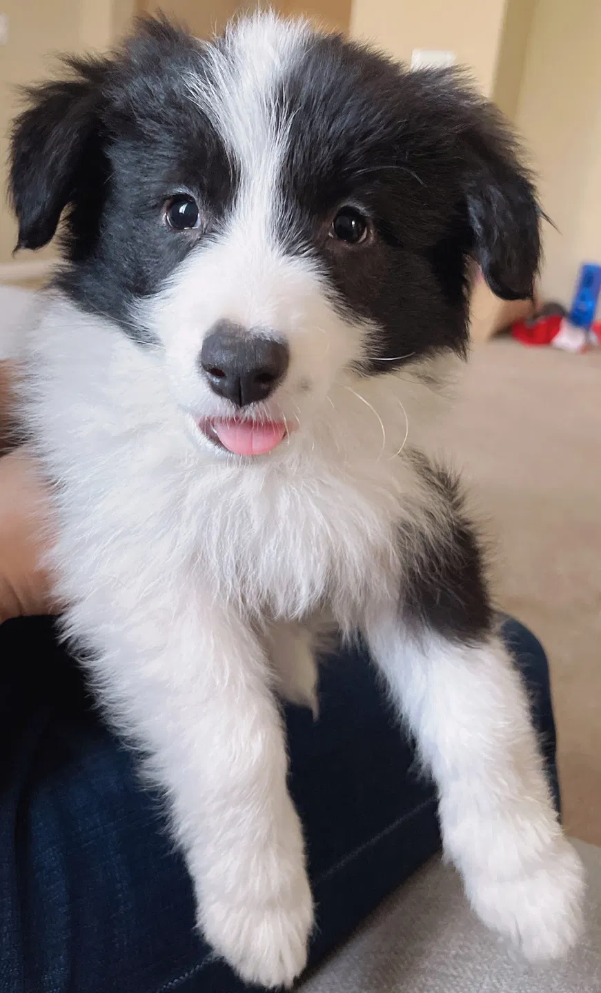 Lost dog in Chino, CA, 91710