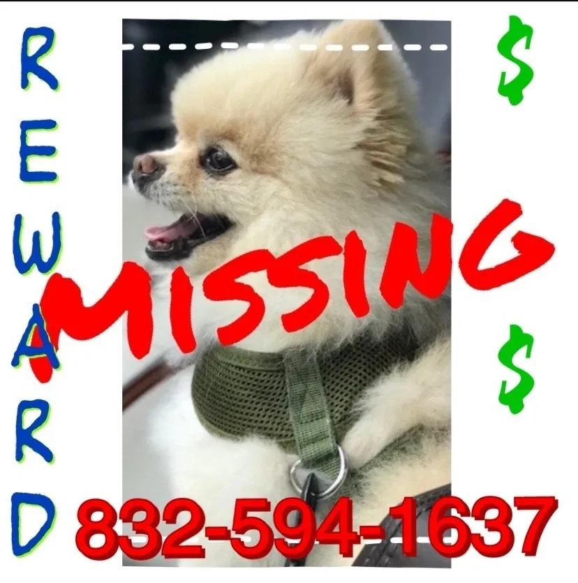 Lost dog in Andover, NJ, 7821
