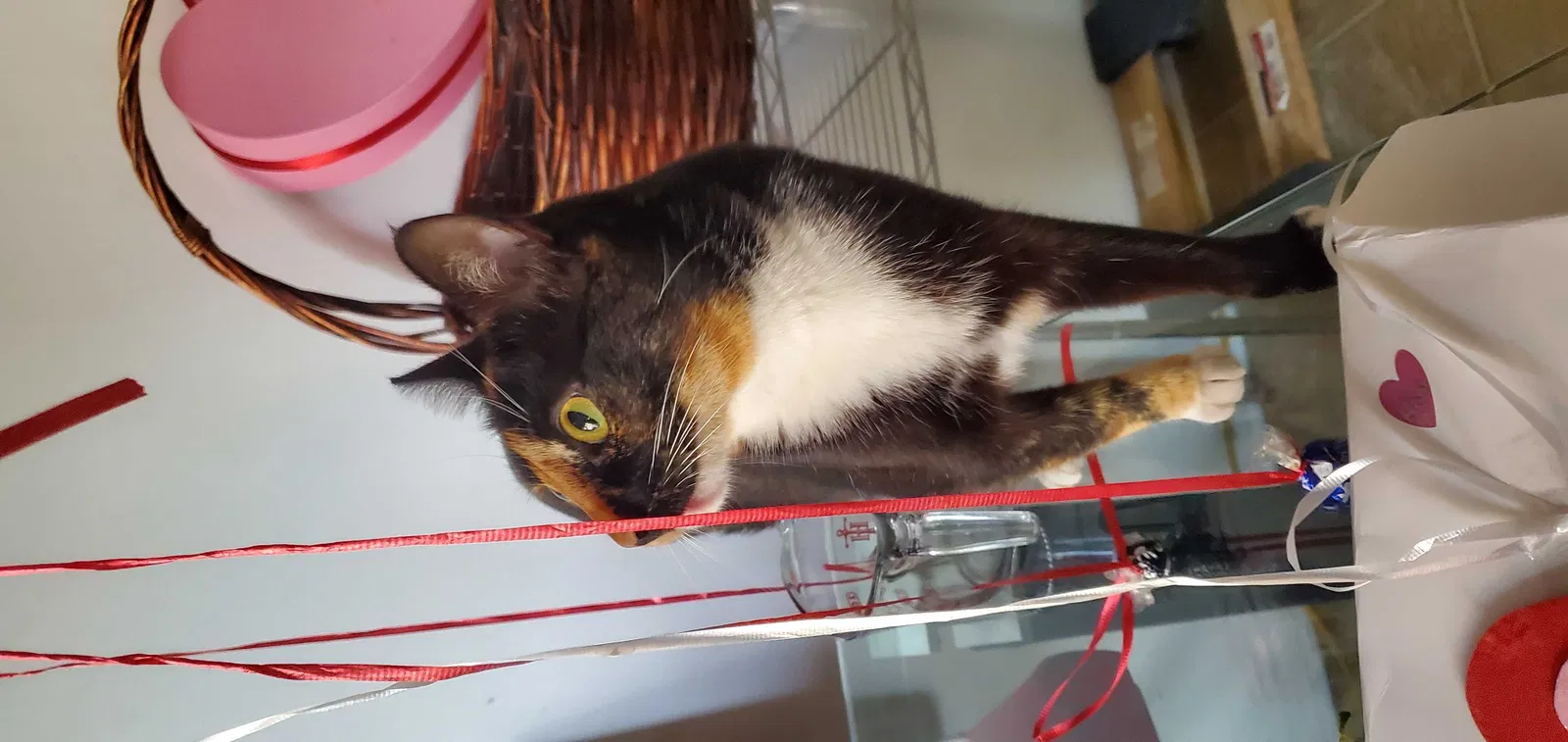 Lost cat in Fullerton, CA, 92833