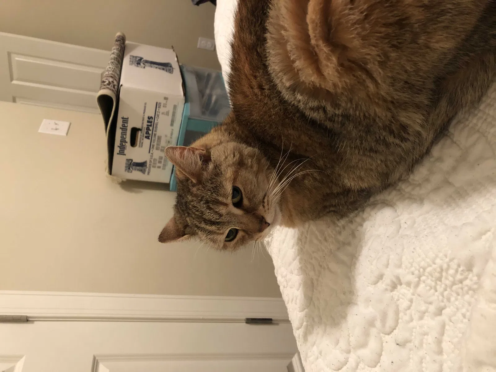 Lost cat in Indian Trail, NC, 28079