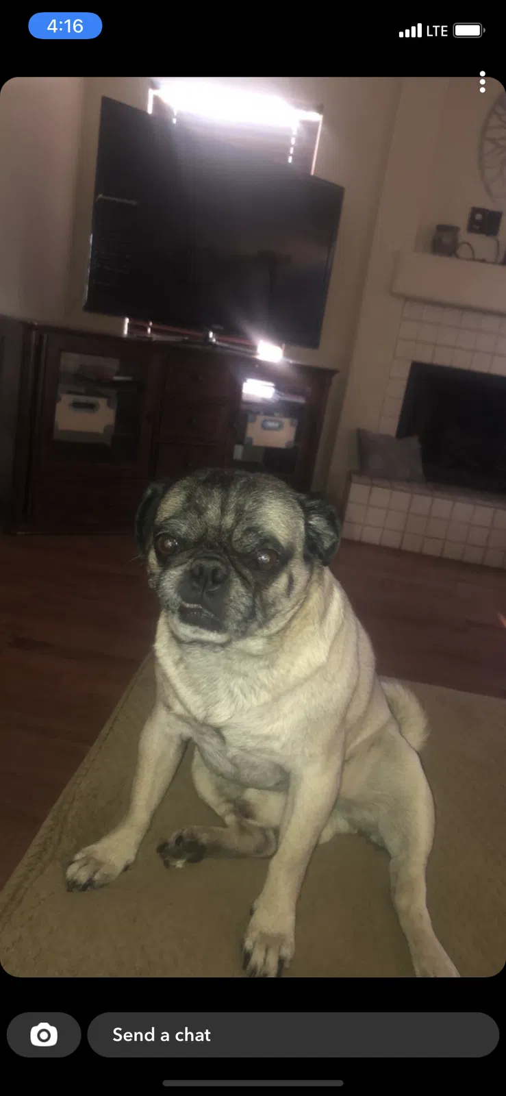 Lost dog in Goodyear, AZ, 85338