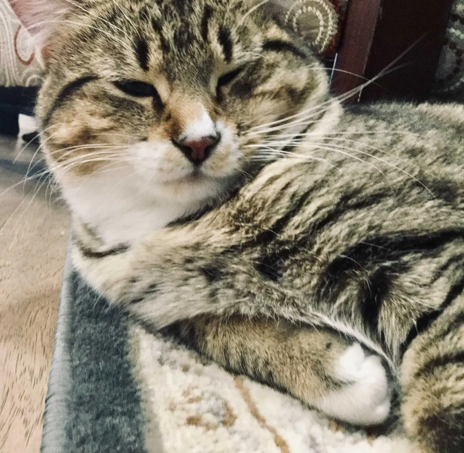 Lost cat in Loveland, CO, 80537
