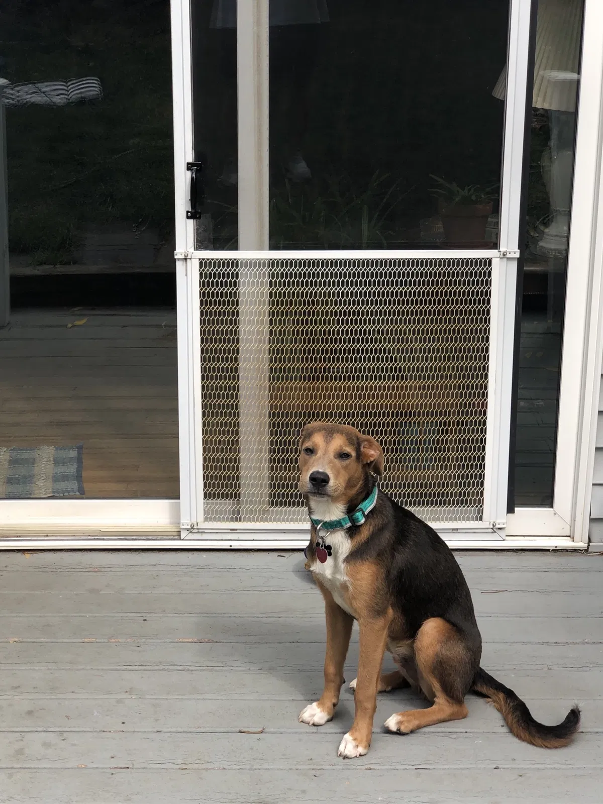 Lost dog in Weymouth, MA, 2188