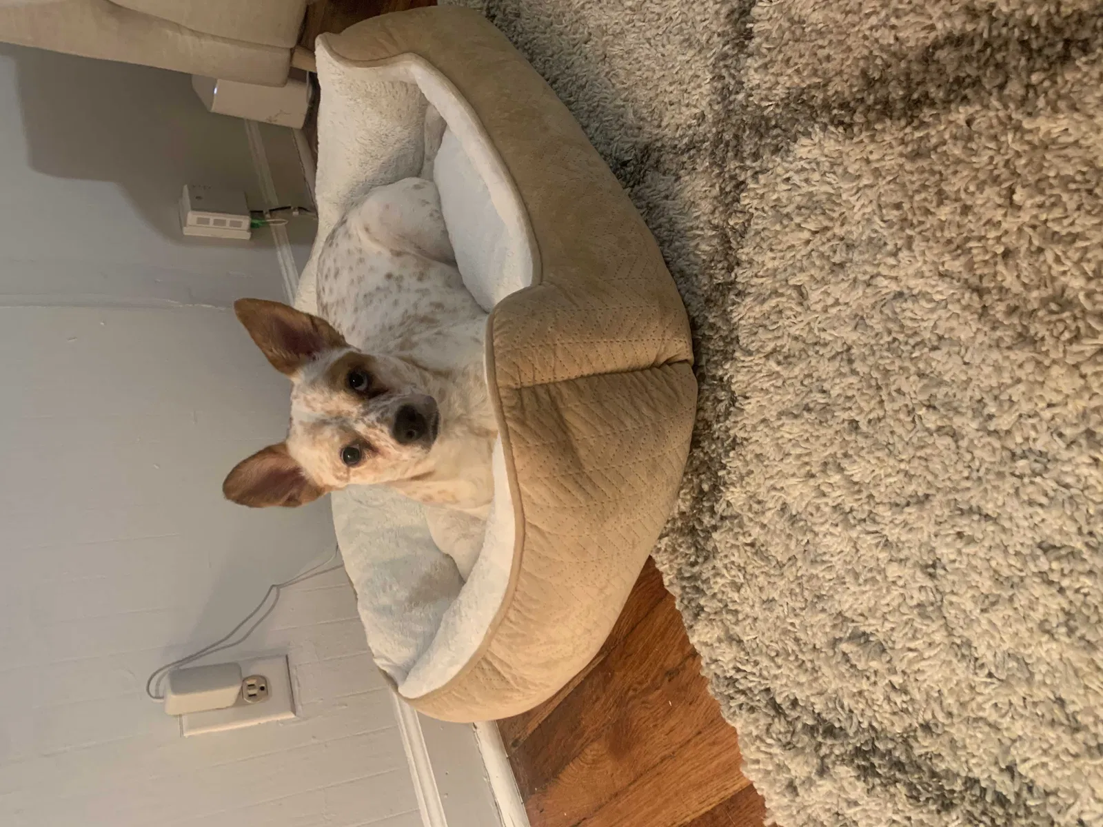 Lost dog in Nashville, TN, 37206