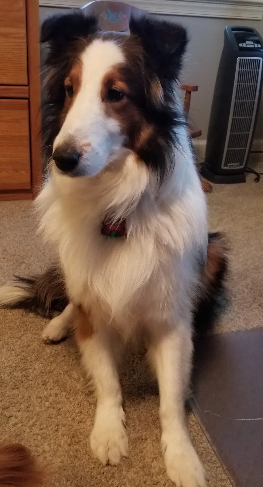 Lost dog in Clifton, VA, 20124