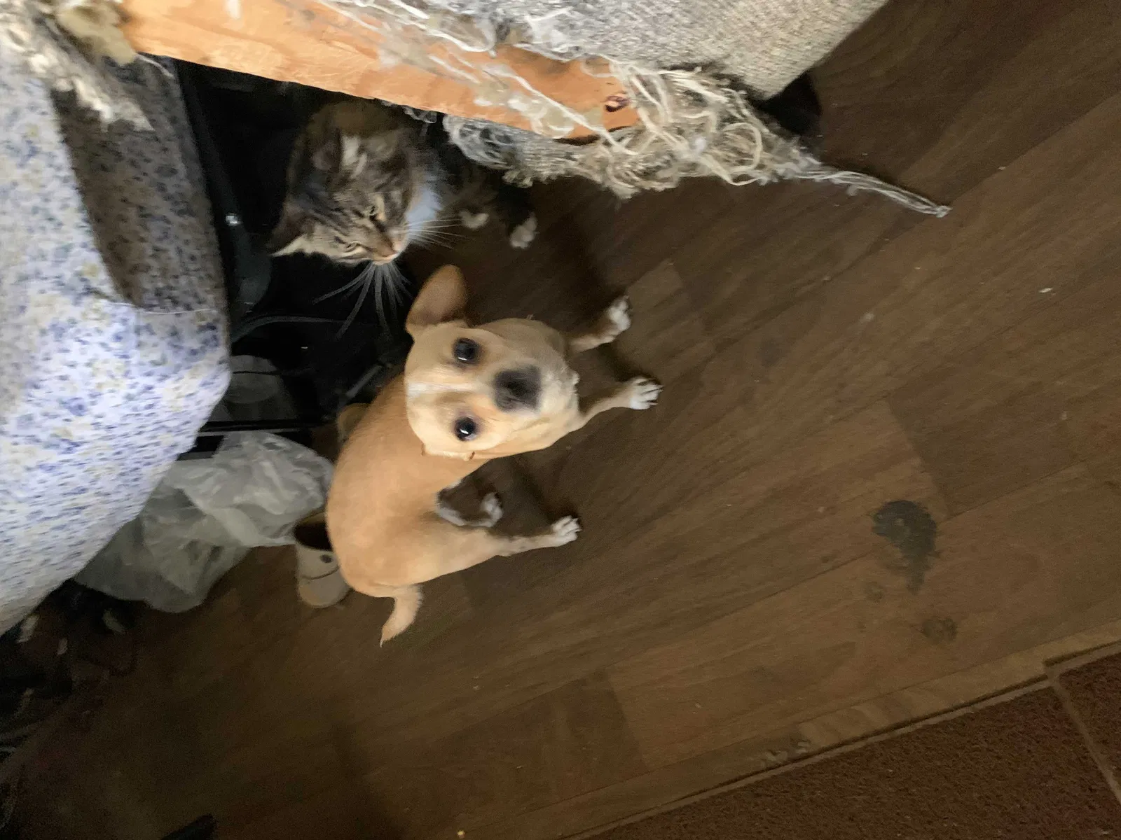 Found dog in Phoenix, AZ, 85021