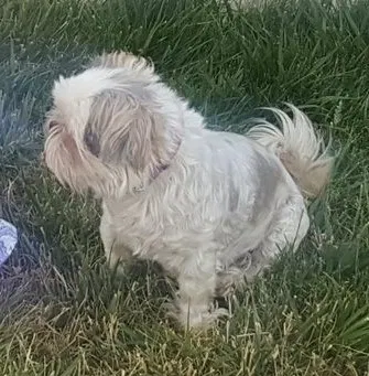 Lost dog in Scottsdale, AZ, 85251