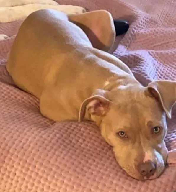 Lost dog in Tucson, AZ, 85719