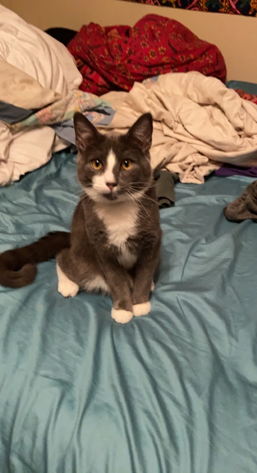 Lost cat in Phenix City, AL, 36867