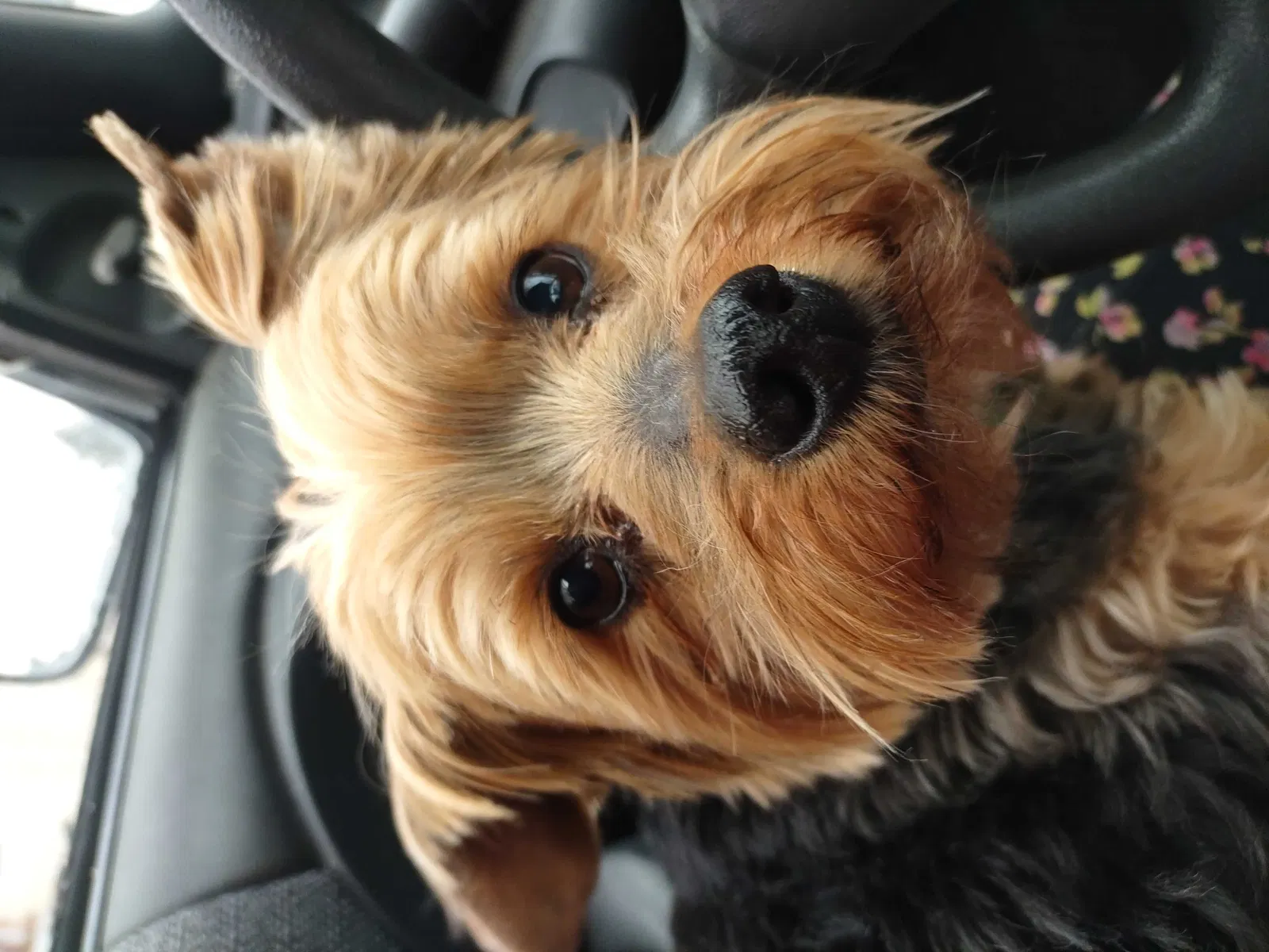 Lost dog in Greeley, CO, 80631