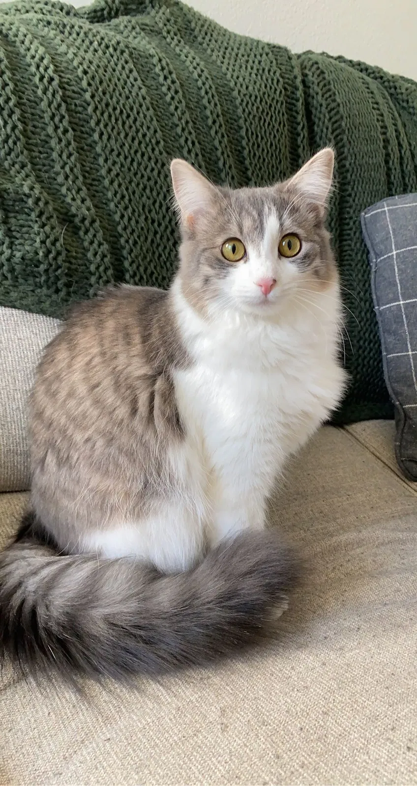 Lost cat in Clovis, CA, 93619