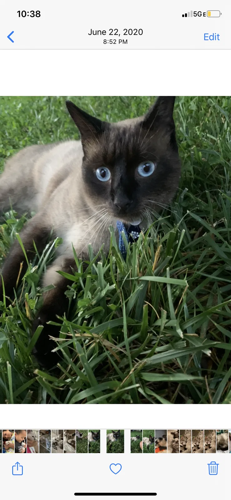 Lost cat in Bryant, AR, 72022