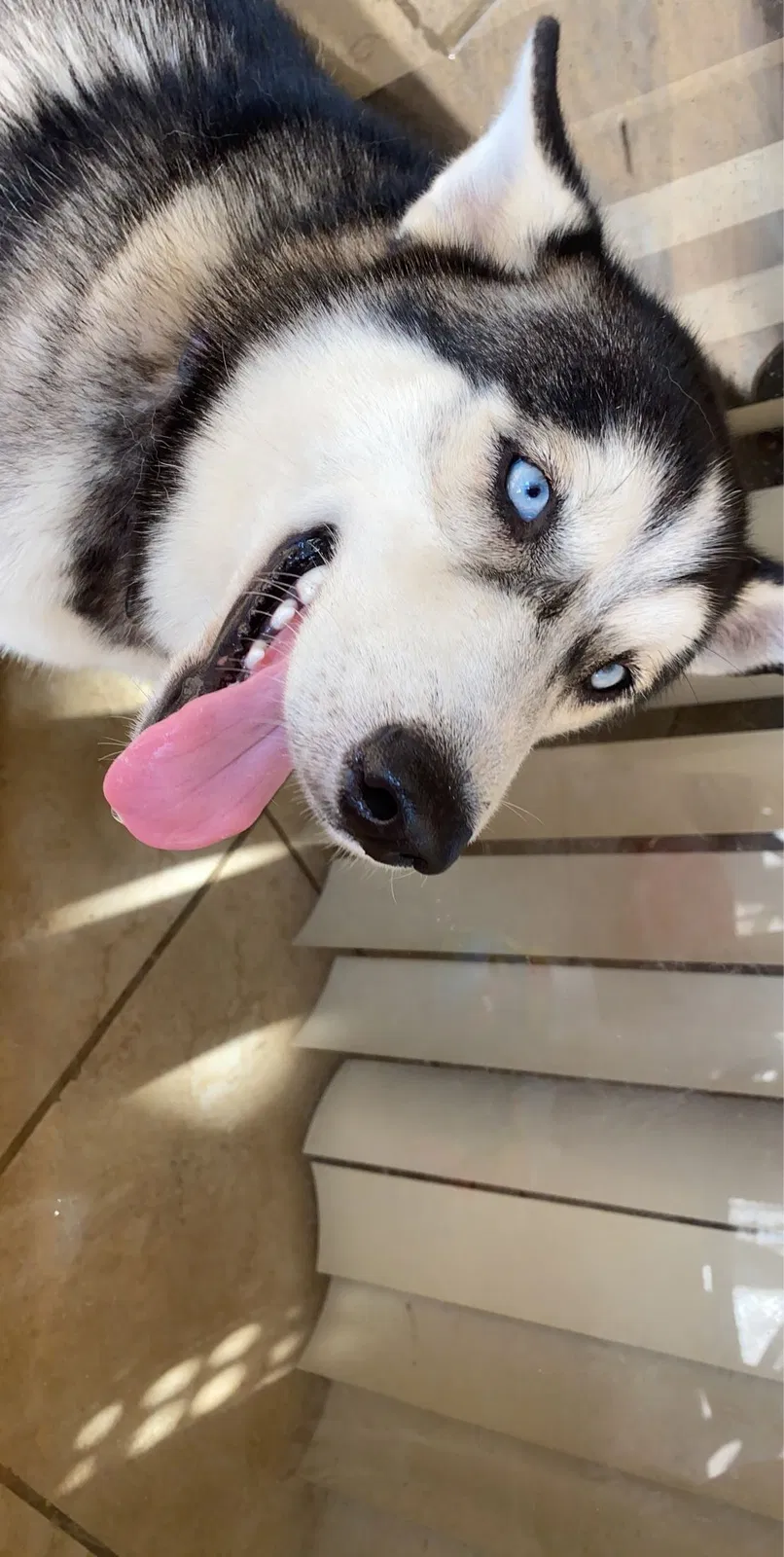 Lost dog in Fort Myers, FL, 33905