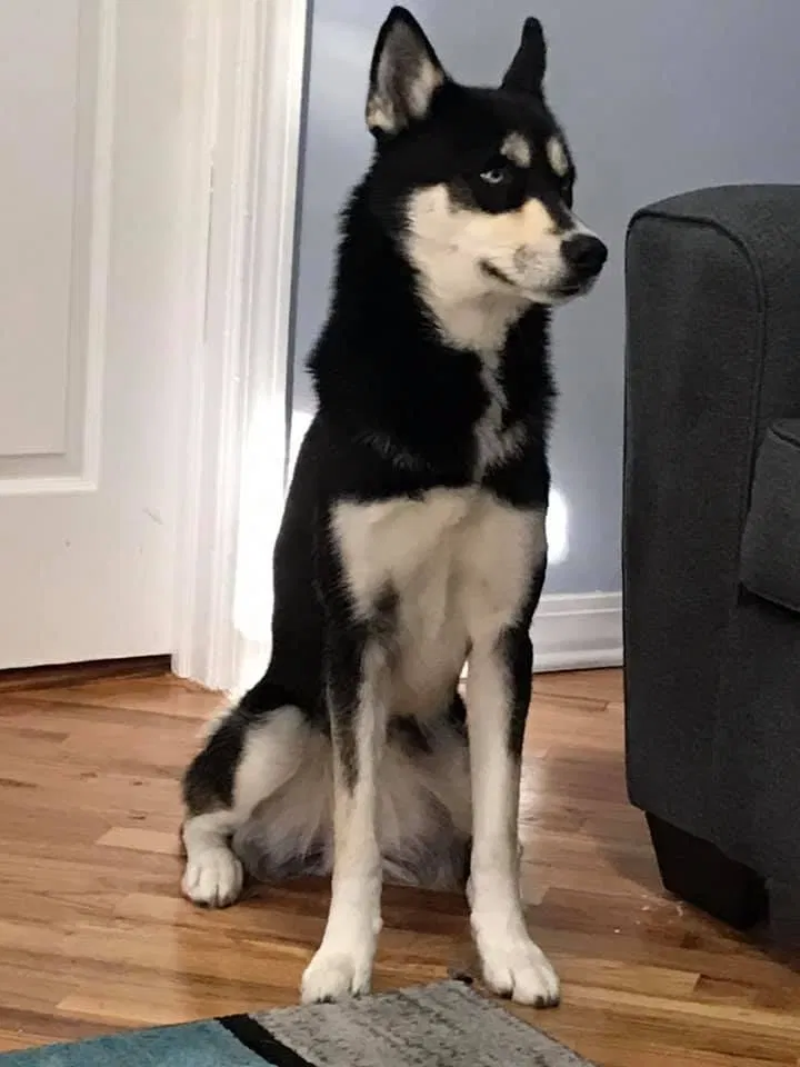 Lost dog in Chicago, IL, 60651