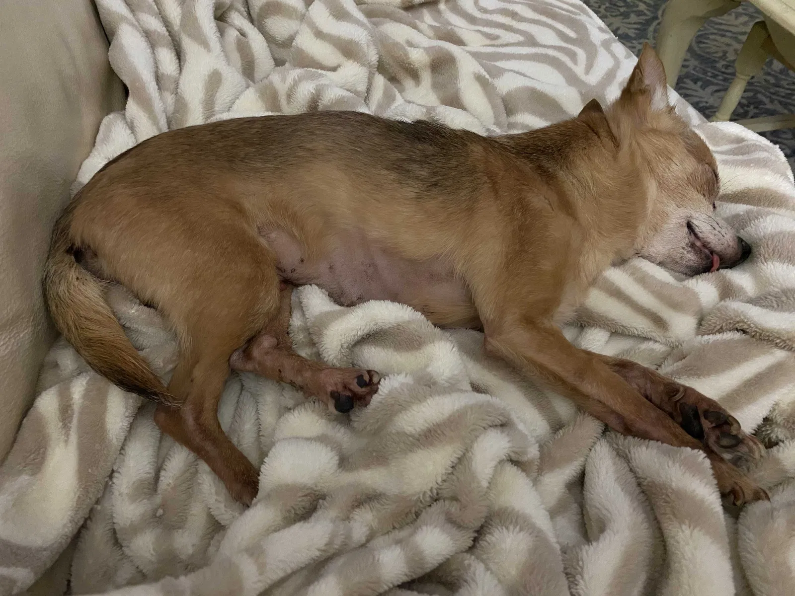 Lost dog in Saint Cloud, FL, 34771