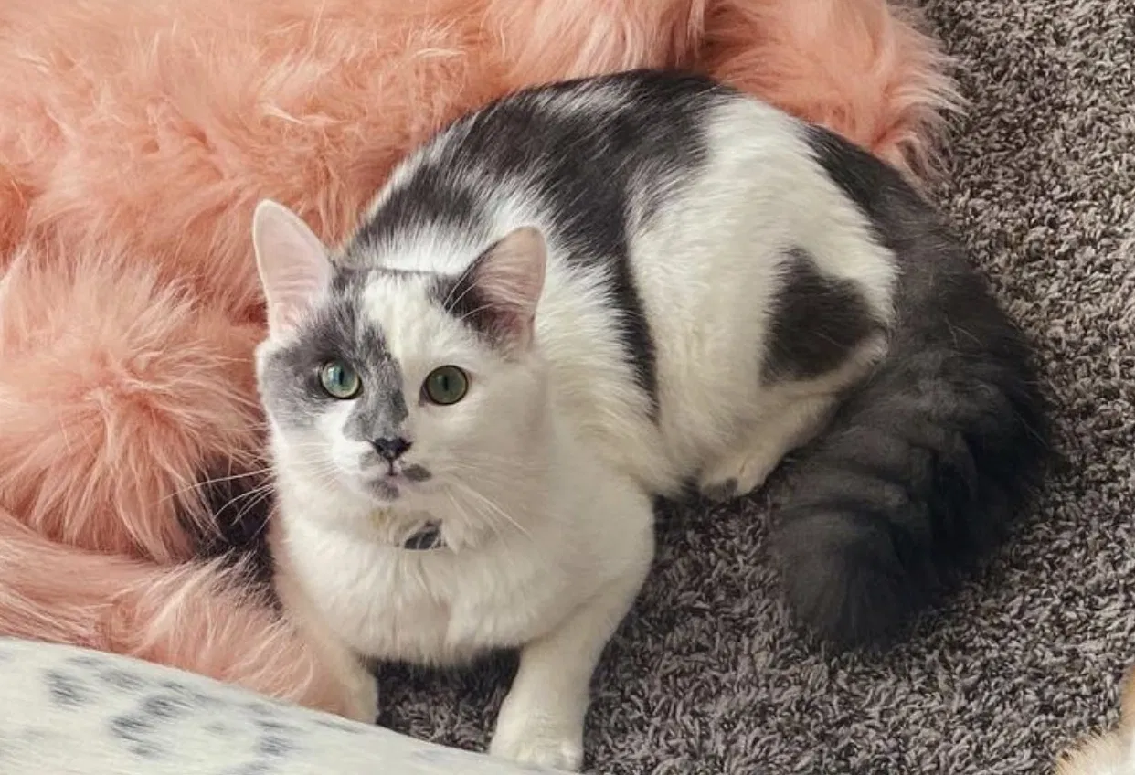 Lost cat in Wichita, KS, 67208