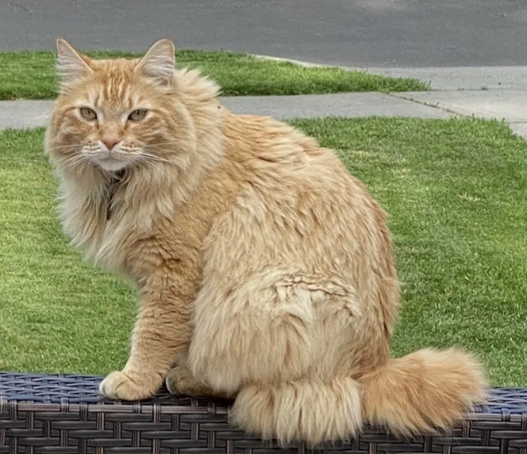 Lost cat in Spokane, WA, 99203